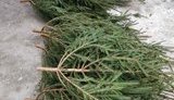 У Харкові перед святами перевірили 35 точок продажу ялинок і виявили порушення. ФОТО