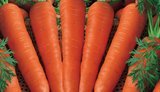 В Україні продовжує дешевшати морква: за тиждень ціни впали на 20%