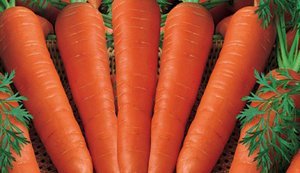 В Україні продовжує дешевшати морква: за тиждень ціни впали на 20%