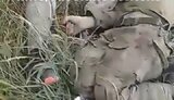 окупанти