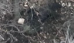 Бойцы 414 бригады ликвидировали оккупанта среди лесополосы ударным беспилотником