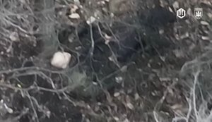 Окупант після втечі в лісосмузі став перепочити, а FPV-дрон "Птахів Мадяра" влучно ліквідував його. ВIДЕО