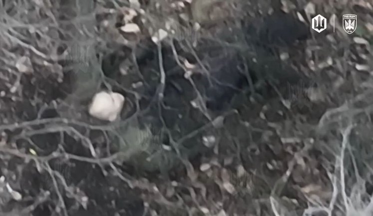 Окупант після втечі в лісосмузі став перепочити, а FPV-дрон "Птахів Мадяра" влучно ліквідував його. ВIДЕО