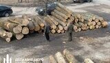 Timber fraud in Sumy region