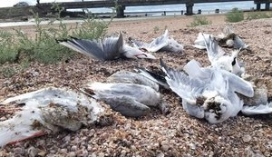 Экологический ущерб Украины