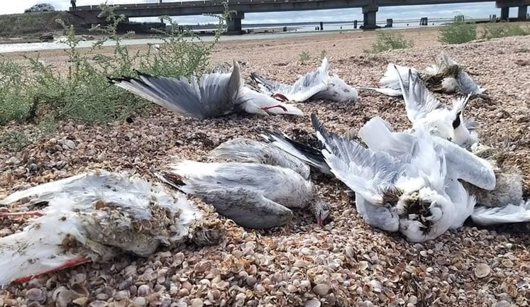 Война против природы: ущерб окружающей среде Украины превысил 6 трлн грн