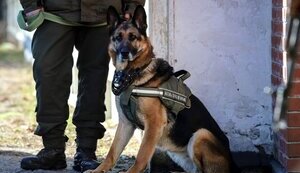 СЛУЖБОВІСОБАКИ НА ВАРТІ НАШОГО ЖИТТЯ