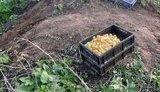 Пограничники Луганщины обнаружили тысячу утят, которых контрабандисты хотели переправить в Россию. 400 птенцов погибли, - МВД