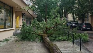 Непогода бушует во Львове: повалены деревья, оборваны провода и сорваны части крыш. ВИДЕО+ФОТОрепортаж