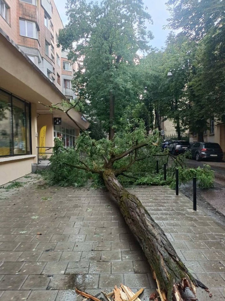 Гроза во Львове 29 июня: поваленные деревья и сорванные крыши