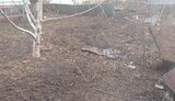 миколаївка