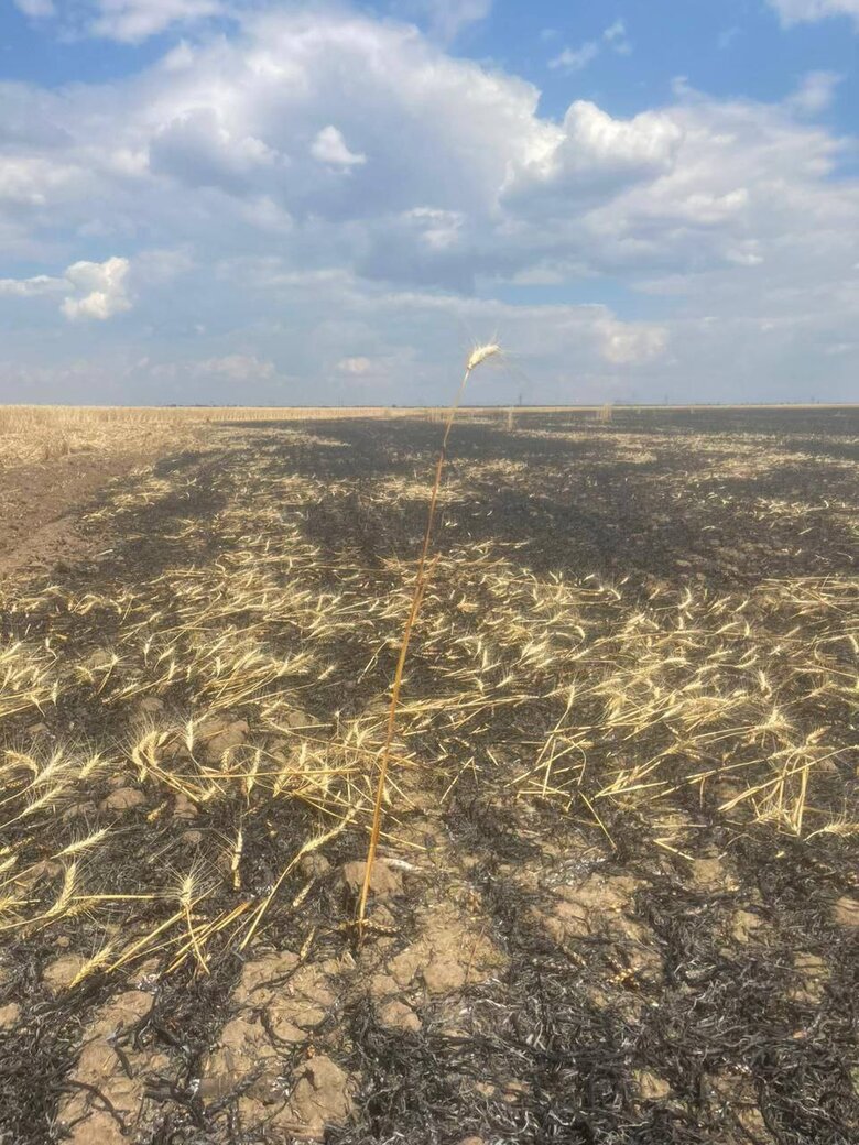 На Херсонщині окупанти обстріляли поле: знищено 25 га озимої пшениці