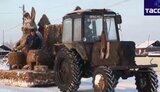 кролик,гній