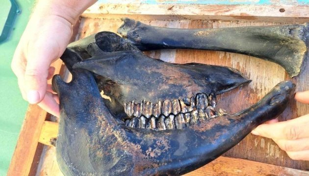 На берегах Дністровського водосховища виявили доісторичні кістки тварин