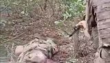 Россияне казнили пленного воина ВСУ на Покровском направлении