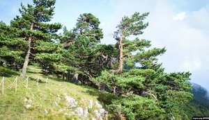 Оккупационные власти Крыма передали земли Крымского заповедника в собственность России