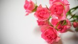 Комиссия Кабмина продлила расследование против импорта свежих роз