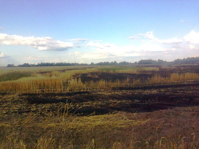 Понад 20 га пшениці згоріло на Житомирщині, - ДСНС 02