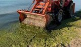Коммунальщики в Одессе убрали с пляжа 30 куб. метров водорослей. ФОТО