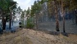 На Луганщині другий день гасять лісову пожежу площею 20 га