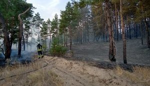 На Луганщине второй день тушат лесной пожар площадью 20 га