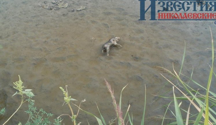Фермер на Миколаївщині скинув трупи свиней в Тилігульський лиман, - депутат райради Гроза. ФОТОрепортаж
