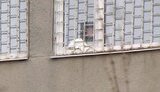 Тимошенко поприветствовала сторонников. ФОТО + ВИДЕО