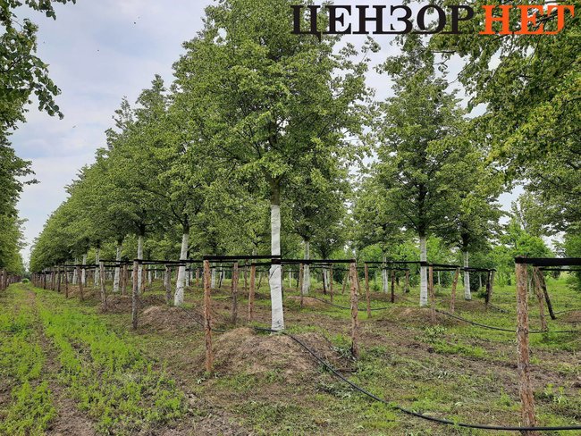 Липи, призначені для майбутнього меморіалу Небесної Сотні, цвітуть у розсаднику під Києвом 01