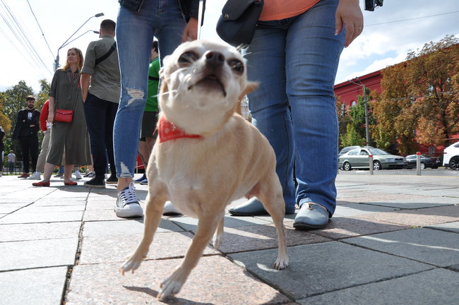 Thousand of Ukrainians protested against animals’ abuse 06