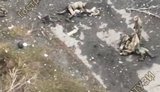 Оператори дронів загону Омега показали, як окупант риється по тілах мертвих побратимів загарбників
