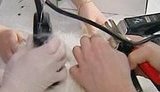 По распоряжению Азарова ветеринары оперируют животных без наркоза. ВИДЕО.