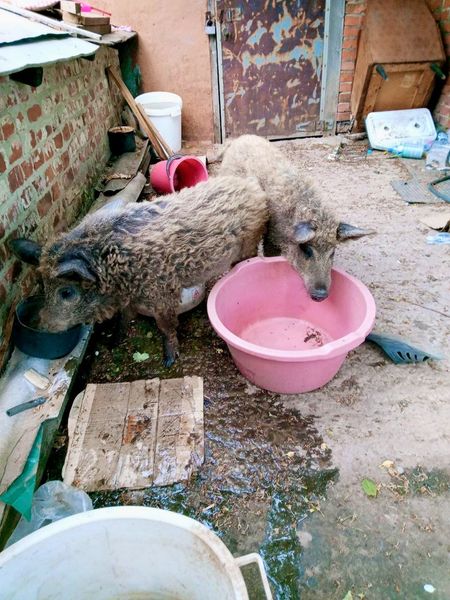 Антон Даниленко: Росіяни просто працювали по графіку. О десятій годині бабах, і починається. Декілька десятків снарядів. Могло іти дві людини і по них випускали 6-7 ракет Граду 04