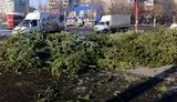 Праздники по-украински: Сотни непроданных елок брошены на улицах. ФОТО