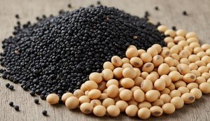 Експорт сої та ріпаку: Мінекономіки готує нові правила моніторингу походження продукції