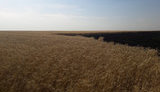 пожар,трактор,поле
