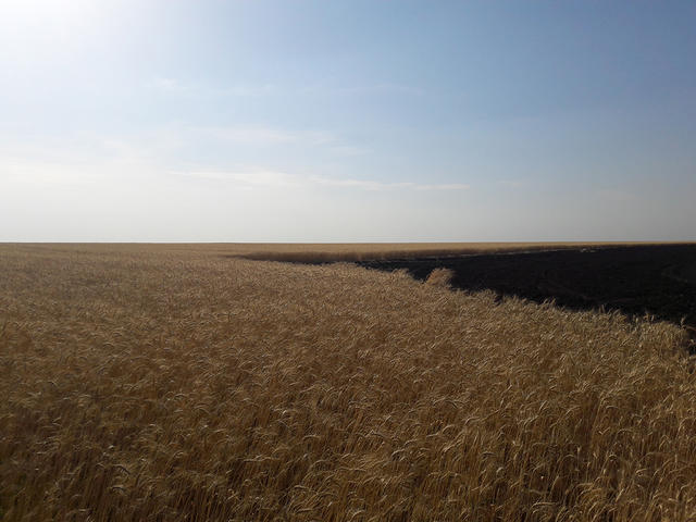 13,5 га пшениці згоріло на Миколаївщині 04