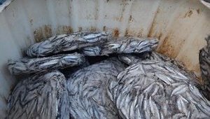 У Росії 3 місяці палили 72 тонни санкційної естонської кільки