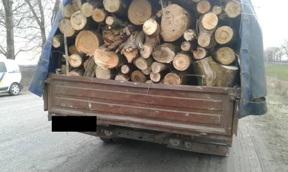 Полицейские пресекли незаконную вырубку леса под Белой Церковью 02