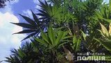 130 кг марихуаны стоимостью около 39 млн грн изъяты у "фермера" на Закарпатье, - Нацполиция. ВИДЕО