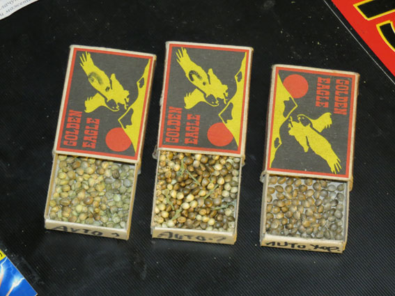 Поліція виявила плантацію конопель у двокімнатній квартирі в Сумах 05