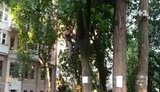 Киевляне отбили ночную атаку рейдеров с бензопилами на 100-летний сквер в центре столицы. ВИДЕО