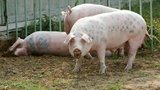 Импорт свинины в Украину с начала года подскочил в 8 раз