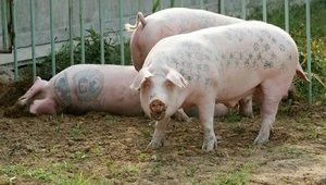 Импорт свинины в Украину с начала года подскочил в 8 раз
