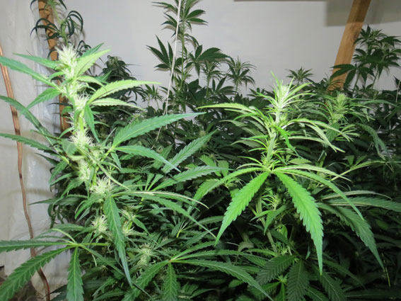 Поліція виявила плантацію конопель у двокімнатній квартирі в Сумах 01