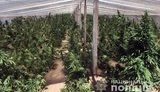 На Херсонщине выявлена плантация марихуаны, изъято наркотиков на 20 млн грн, - Нацполиция. ФОТОрепортаж