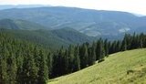 лес,карпаты