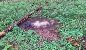 Рештки двох людей виявлено на українсько-румунській ділянці кордону в Карпатах, - ДПСУ. ФОТОрепортаж