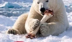 Кращий варіант вирішення кризи