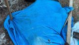 На Житомирщині через бездіяльність директора підприємства загинула худоба