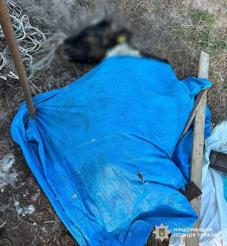 На Житомирщині через бездіяльність директора підприємства загинула худоба